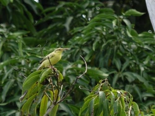 Southern Marquesan Reed Warbler