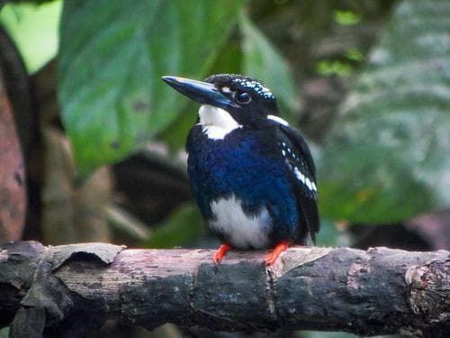 Southern Silvery Kingfisher