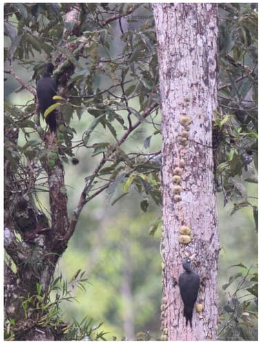 Southern Sooty-Woodpecker