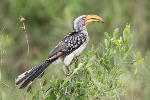 Southern Yellow-billed Hornbill