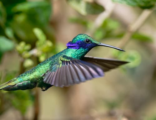 Sparkling Violetear