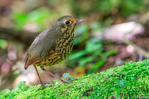 Speckle-breasted Antpitta