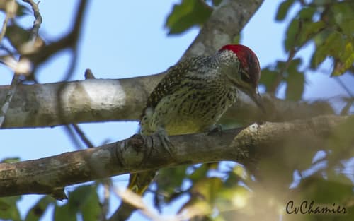 Speckle-throated Woodpecker