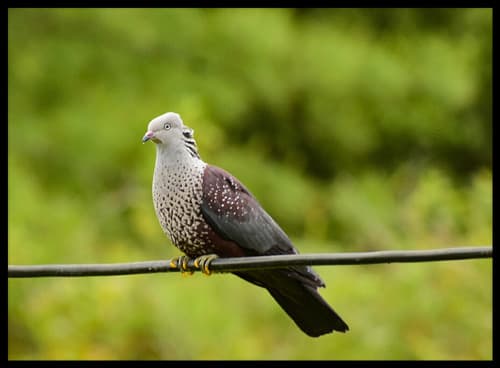 Speckled Wood-Pigeon