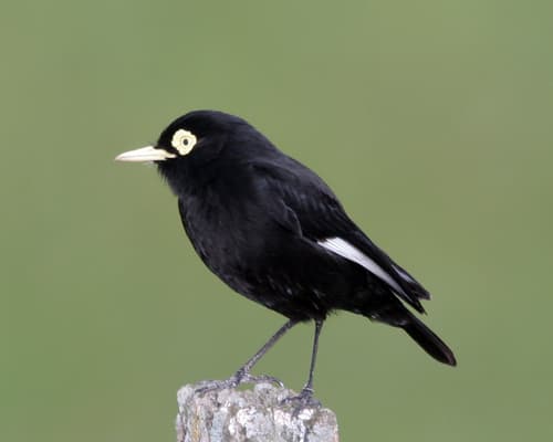 Spectacled Tyrant