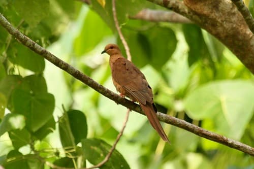 Spot-breasted Cuckoo-Dove