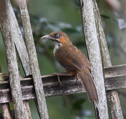 Spot-breasted Scimitar-Babbler