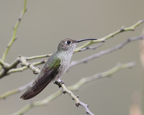 Spot-throated Hummingbird