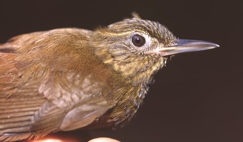 Spot-throated Woodcreeper
