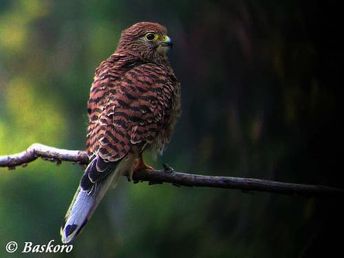 Spotted Kestrel