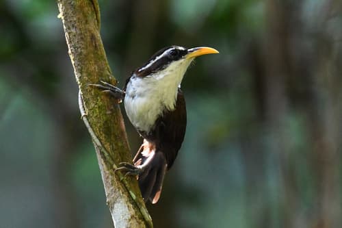 Sri Lanka Scimitar-Babbler