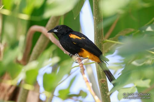 St. Lucia Oriole