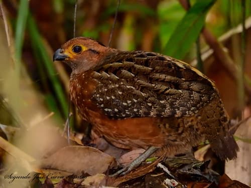 Starred Wood-Quail