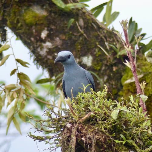 Stout-billed Cuckooshrike