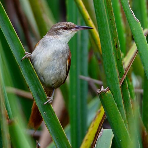 Straight-billed Reedhaunter
