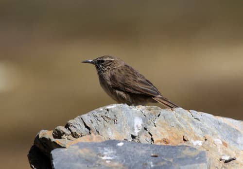 Streak-throated Canastero