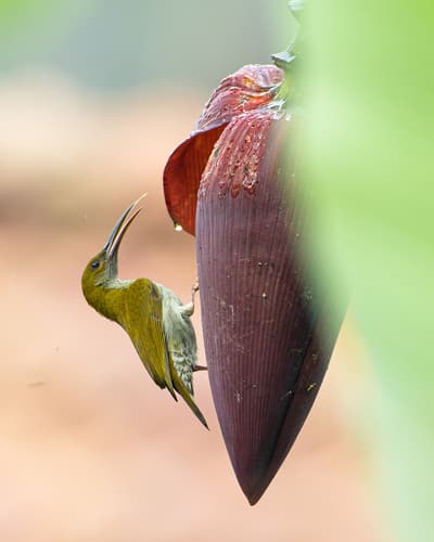 Streaky-breasted Spiderhunter