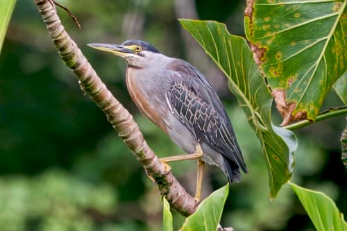 Striated Heron