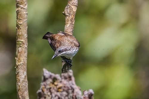 Stripe-breasted Rhabdornis