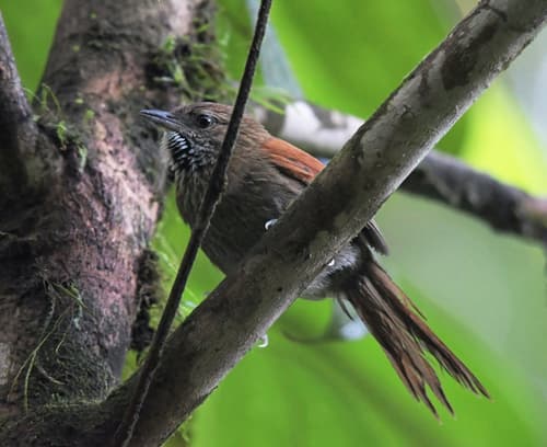 Stripe-breasted Spinetail