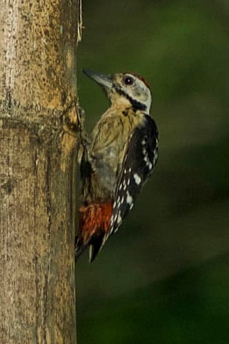 Stripe-breasted Woodpecker
