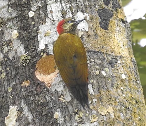 Stripe-cheeked Woodpecker