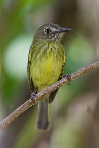 Stripe-necked Tody-Tyrant