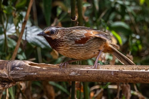 Striped Laughingthrush