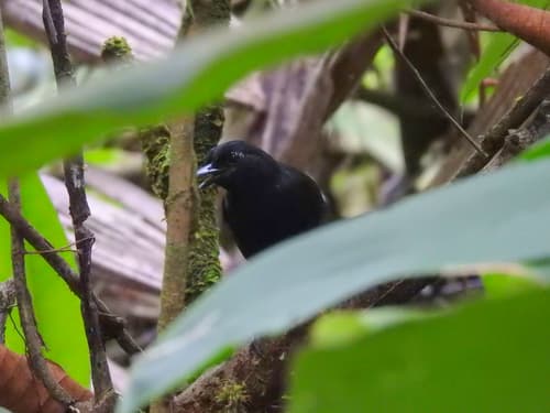 Stub-tailed Antbird
