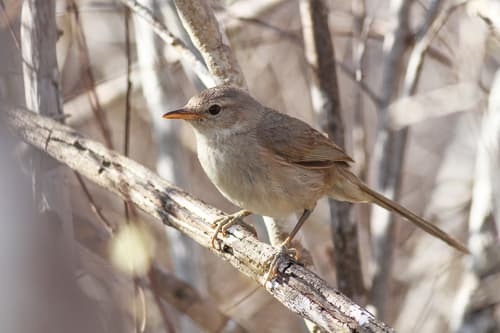Subdesert Brush-Warbler