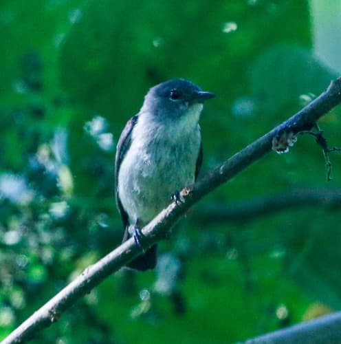 Sulawesi Brown Flycatcher