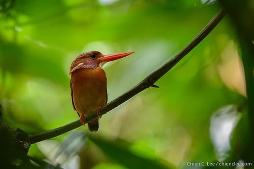 Sulawesi Dwarf Kingfisher