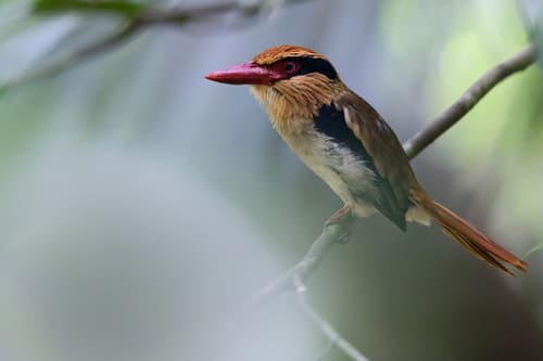 Sulawesi Lilac Kingfisher