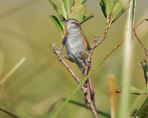 Sulphur-bearded Reedhaunter