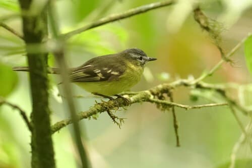 Sulphur-bellied Tyrannulet