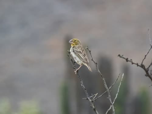 Sulphur-throated Finch
