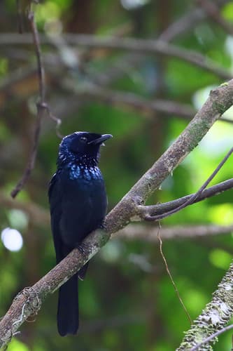 Sumatran Drongo