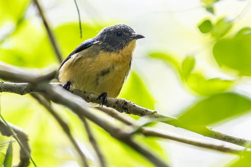 Sumatran Flowerpecker