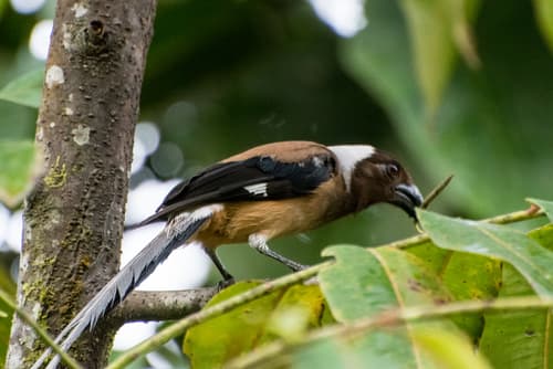 Sumatran Treepie