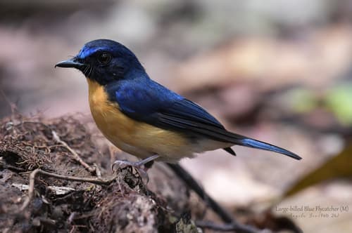 Sunda Blue Flycatcher