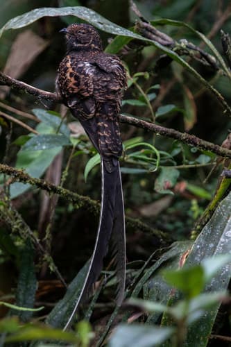 Swallow-tailed Nightjar