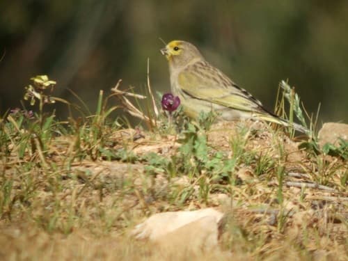 Syrian Serin