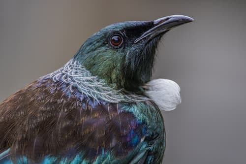 Tūī
