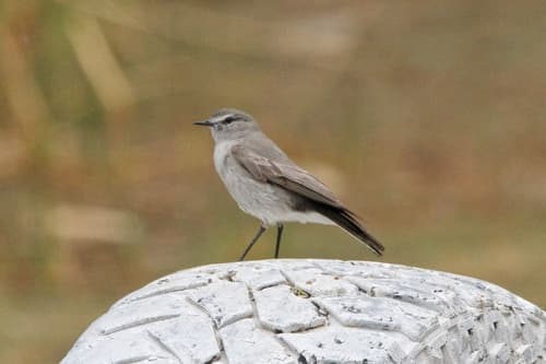 Taczanowski's Ground-Tyrant