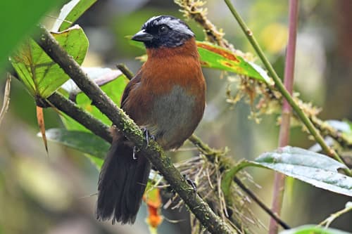 Tanager Finch