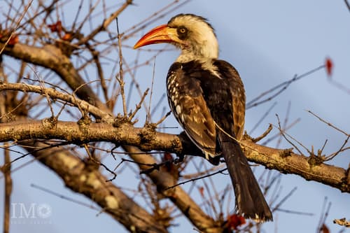 Tanzanian Red-billed Hornbill