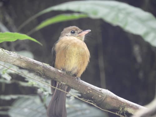 Tawny-breasted Flycatcher