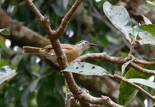 Tawny-breasted Honeyeater