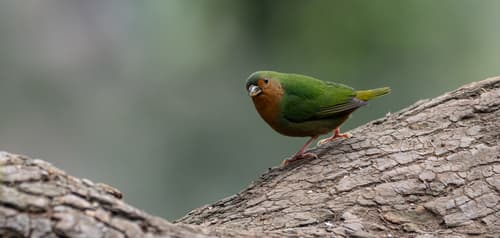 Tawny-breasted Parrotfinch