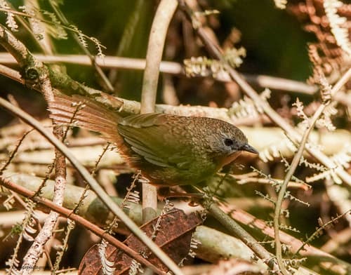 Tawny-breasted Wren-Babbler